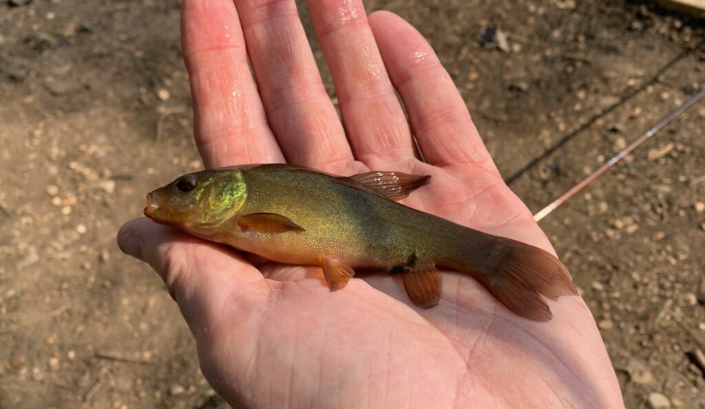 Small Tench Caught on Fishing-rod. Fishing Stock Image - Image of