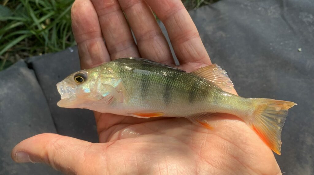 Not the biggest perch but the best looking!
